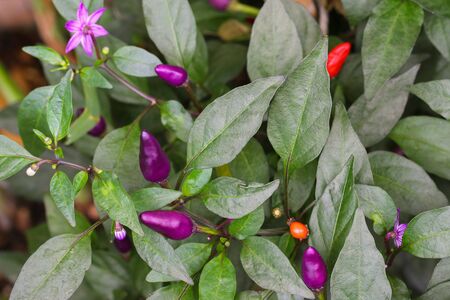 Closeup of Ornamental Pepper with different shades of colorful fruit