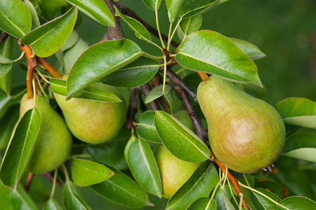 Closeup of a Pear tree with its fruit during summer season in Carinthia, Austriaの写真素材