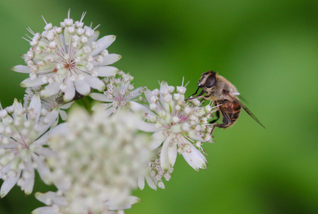 Closeup of Bee on Great Masterwort flower Astrantia major, Alba in the summer