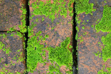 Old bricks on the pavement with some partial moss covering and some copy spaceの写真素材