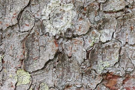 Closeup background photo of texture of old tree bark with lichen