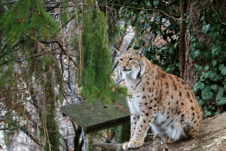 A big Eurasian Lynx ( wild cat with spots ) sitting on a wood log during winter in Europe