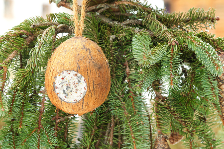 Closeup of filled Coconut Shell suet treats hanging at bird feeder decorated with pine tree branchesの写真素材