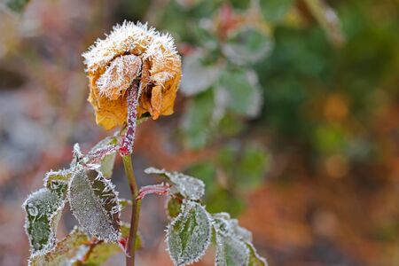 Selective focus of small white ice crystals forming on dried old rose flower in the morning during winterの写真素材