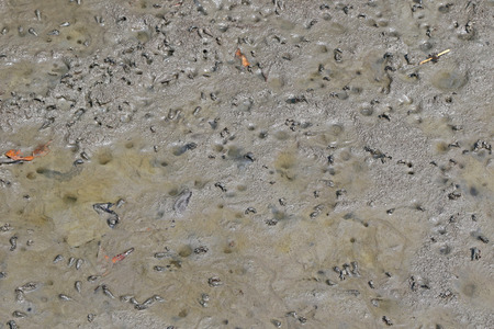 Lots of small crabs and sea snails crawling on wet muddy land in mangrove forest, Thailand