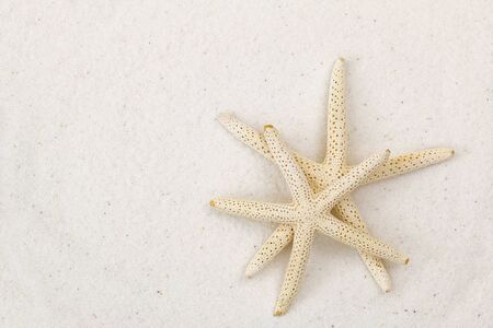 Closeup of two star fish, known as sea stars, on white fine sand beach background with copyspaceの写真素材