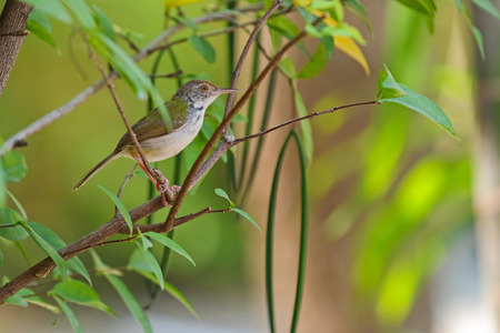 Cute Common tailorbird bird with greenish upper body plumage perching on a branch in the gardenの写真素材
