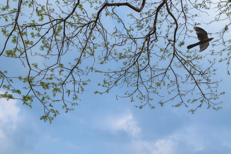 Branches of big Rain tree against blue sky with female Asian Koel cuckoo bird flying around in Thailandの写真素材