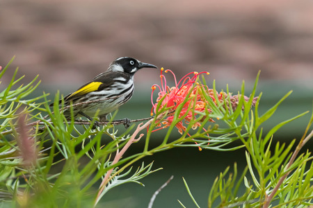 Closeup of New Holland Honeyeater bird (Phylidonyris novaehollandiae) perching on a branch of Grevillea spider flower in Australiaの素材 [FY31059290716]