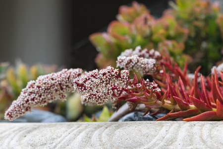 Selective focus of Crassula erosula Campfire with white flower, succulent plant in red during Autumn season in South Australia, blurred backgroundの写真素材