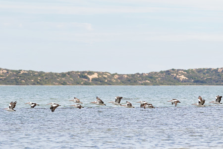 A group of Large Australian Pelican water birds flying in line at Coorong national park in South Australiaの写真素材