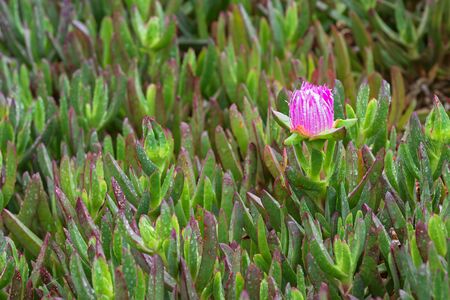 Closeup of Carpobrotus rossii flower bud (also called pigface, ice plant) in pink, succulent ground cover plant with raindrops on it, South Australiaの写真素材