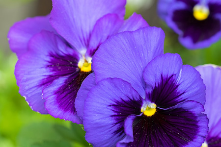 Closeup macro of Pansy flower in dark violet purple petals with yellow middle, blurred garden backgroundの写真素材