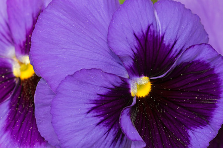 Closeup macro of Pansy flower in dark violet purple petals with yellow middle blurred backgroundの写真素材