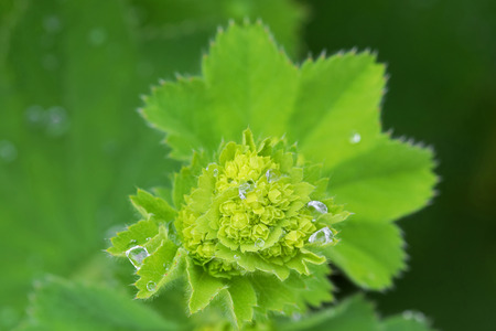 Wet Lady's mantles leaves in green with small yellow flower buds (Alchemilla vulgaris) during summer...