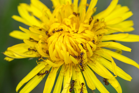 Closeup of big brown ants feeding on pollens of Common Dandelion flower in yellow (Taraxacum officinale) during summer in Austria, Europeの写真素材