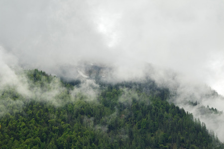 Landscape scenic view of green pine forest high mountain in low clouds during summer in Europe