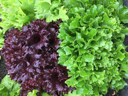 Closeup of home grown curly lettuce in purple color and other fresh salad leaves with wet foliage in...