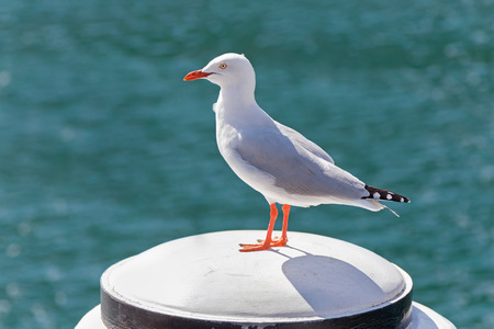 Silver Gull seabird standing on white wooden pole in the afternoon with blurred wave and sea background at Sydney Harbour in New South Wales, Australiaの写真素材