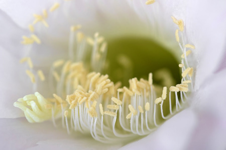 Closeup delicate pollens of of Cactus Flower (Echinopsis eyriesii)の写真素材