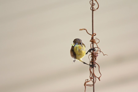 Female olive-backed sunbird, known as yellow-bellied, with worm in its beak perching on metal wire. Bird will feed food to its young. Cinnyris jugularis)の写真素材