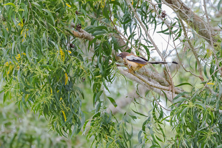 Rufous Treepie bird with long tail and dark light brown feathers perching on tree branch in the forest in Thailand, Asia. (Dendrocitta vagabunda)の写真素材