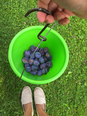 Freshly picked home grown organic plums inside green plastic bucket with a hand holding in the garden, Autumn in Austriaの写真素材