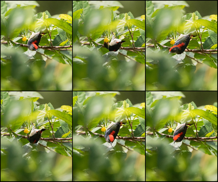 Collage set of Scarlet backed Flowerpecker bird on tree eating yellow berry in garden during the summer in Thailand, Asia (Dicaeum cruentatum)の写真素材