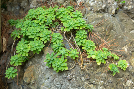 Green Echeveria plant, Crassulaceae, with long stems growing on dry rocky area in Italy