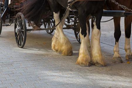 Selective focus of Gypsy Horse with white feather furs socks on the lower legs standing outside the buildings with horse drawn carriage straps on in Kitzbuhel, Austriaの写真素材