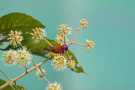Mrs Gould's Sunbird in orange yellow with metallic purple-blue crown feeding on umbel flower nectar in Chiang Mai, Thailandの写真素材