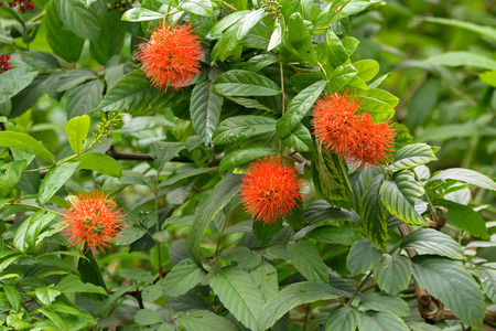 Closeup photo of River bushwillow red flower (Combretum erythrophyllum) in the garden in Singaporeの写真素材