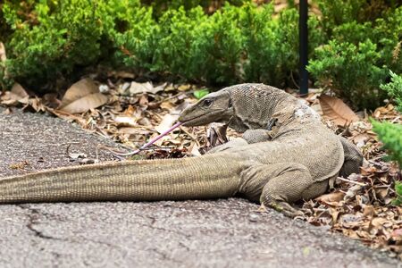Big Clouded monitor lizard sticking out pink tongue in garden in Singapore (Varanus nebulosus) 
の写真素材