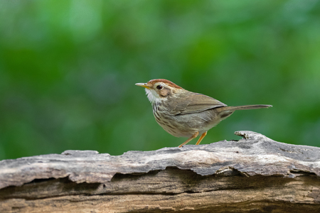 Puff-throated spotted Babbler bird in brown with streaks on breast  and belly, walking on dried wooden log with blurred green forest background (Pellorneum ruficeps)
の写真素材
