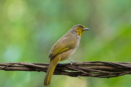Stripe throated, Streak throated bulbul bird in yellow perching on tree branch with blurred forest background, Thailand (Pycnonotus finlaysoni) の写真素材