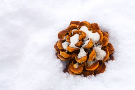 Dried brown pine Conifer cone seed on snow during winter time in Europe with copyspaceの写真素材