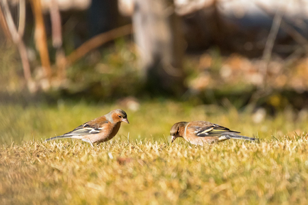 Cute Common Chaffinch passerine bird foraging grass for food on sunny day, winter in Austria, Europe (Fringilla coelebs)の写真素材