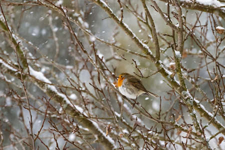 European robin redbreast bird sitting on tree branch all alone while snowing during winter in Austria, Europe (Erithacus rubecula)の写真素材
