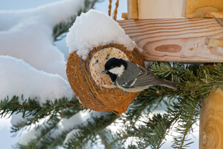 Coal tit, small passerine bird in yellow grey with black white nape spot on head, perching on coconut shell suet treats made of fat, sunflower seeds during winter in Europe (Periparus ater)の写真素材