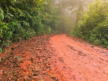 Wet red gravel path full of dried brown Autumn leaves leading to unknown in the tropical forest with mist fog, Thailand の写真素材