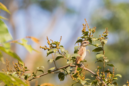 Brown Shrike bird in brown with darker bandit mask on the eye perching on top of tree with blurred forest background in Thailand, Asia (Lanius cristatus)の写真素材