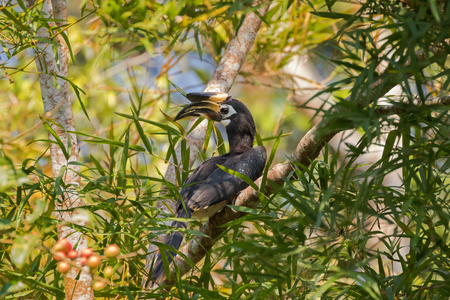 Oriental pied hornbill bird in black white sitting on tree eating ripe red Pithraj fruit in wild nature, Thailand, Asia (Anthracoceros albirostris)の写真素材