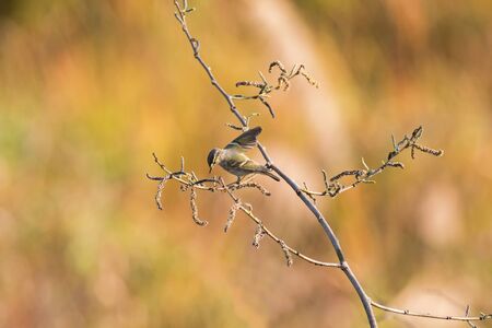 Yellow-browed Warbler, leaf warber bird drying its armpit on branch with blurred orange background, Thailand, Asia (Phylloscopus inornatus)の写真素材