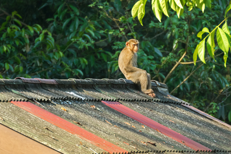 Monkey sitting all alone on the high roof with sun on its face and blurred jungle background,...