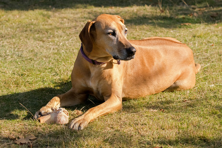 Brown dog lying on meadow protecting its bone, sunny afternoon during Autumnの写真素材