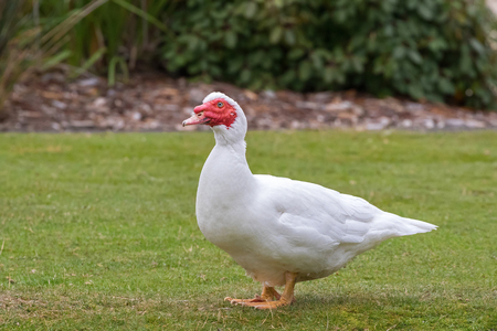 Large domestic White Muscovy duck, white wings, red wattles on face standing on green grass in Tasmania, Australia (Cairina moschata)
の写真素材