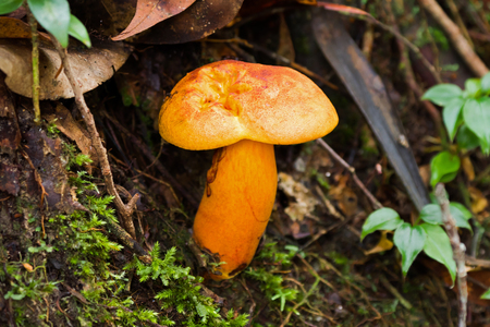 Bright yellow orange fungi mushroom growing on forest floor with moss at Fraserâ€™s Hill,...