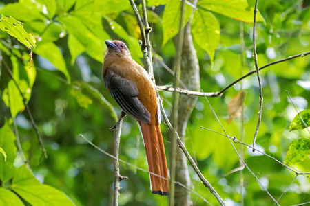 Red-headed trogon bird, side profile, perching on tree branch in forest at Fraserâ€™s hill,...