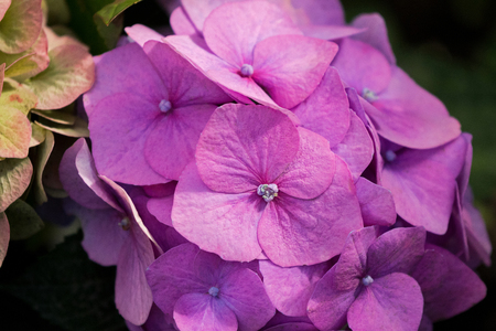 Closeup pink purple shade of Hydrangea Hortensia flowers blossoming in the garden (hortensia)
