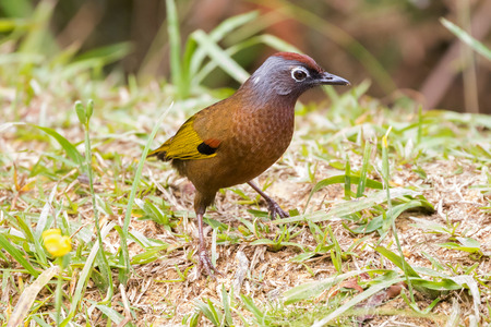 Chestnut-crowned Laughingthrush bird walking on the ground at Fraserâs Hill, Malaysia, South east Asia (Trochalopteron erythrocephalum)
の写真素材
